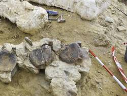 Mega Fauna: Nuevas excavaciones en el arroyo Vizcaíno